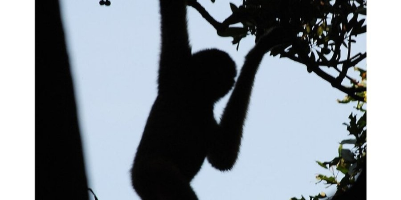 Кадри століття. У В'єтнамі випадково зняли на відео другого найрідкіснішого примата у світі