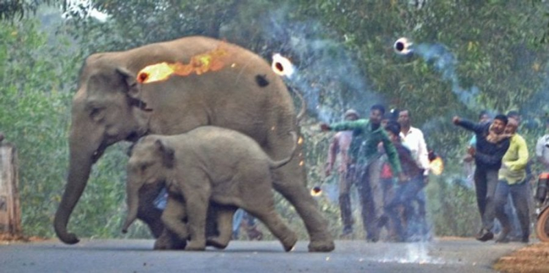 Моторошні кадри. В Індії слониху зі слоненям закидали палаючими гілками