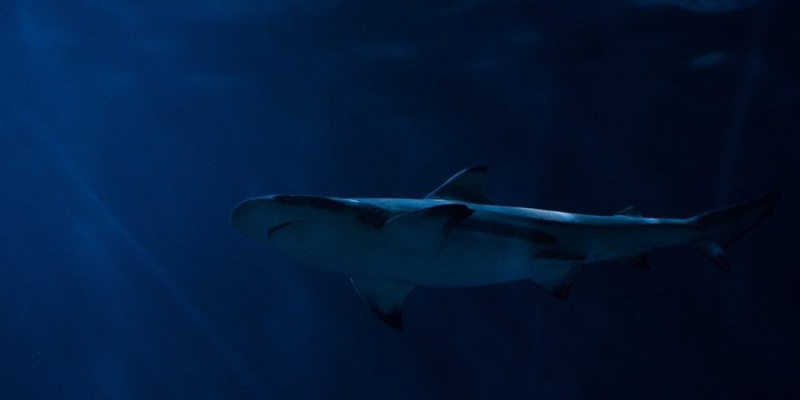 Працює ГУР? Біля берегів Австралії акула напала на росіян