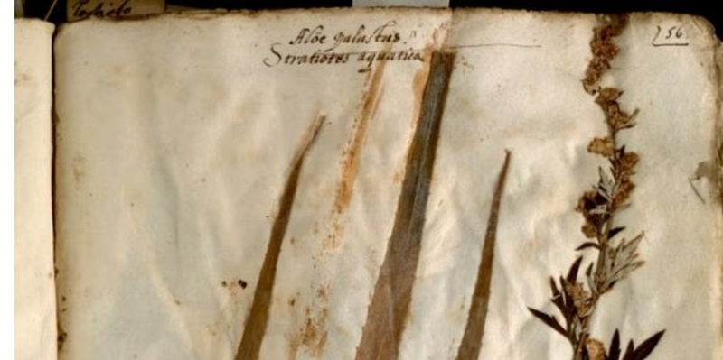В Італії знайшли 500-річний гербарій, який показує наслідки зміни клімату
