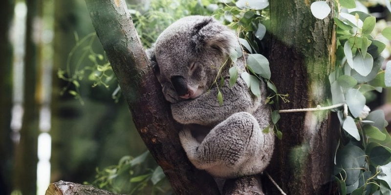 Європа ще була островом. Австралійські вчені знайшли рештки коали віком близько 25 мільйонів років